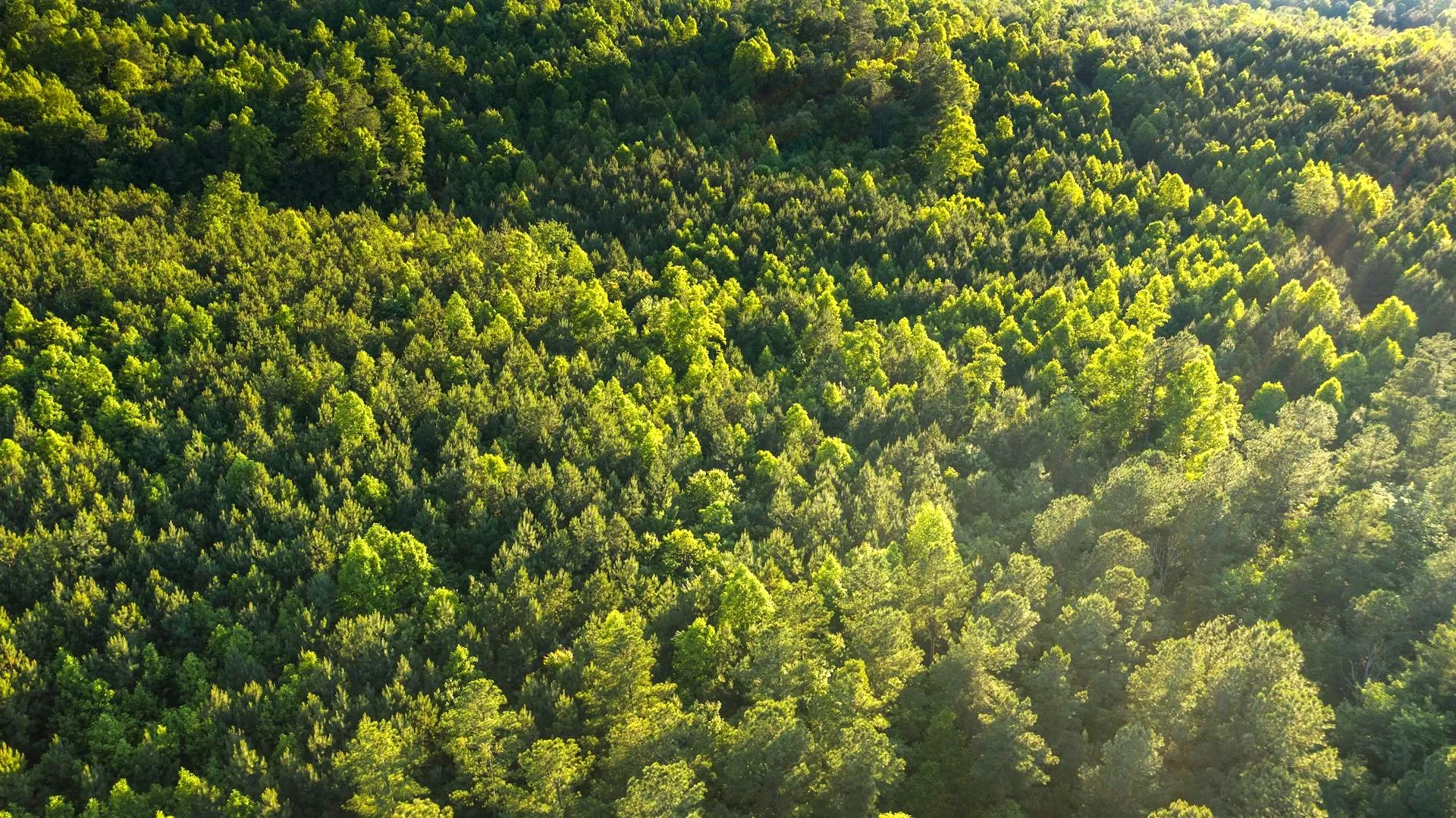 Lebendiger grüner Wald im Sonnenschein – üppige Vegetation und strahlendes Licht